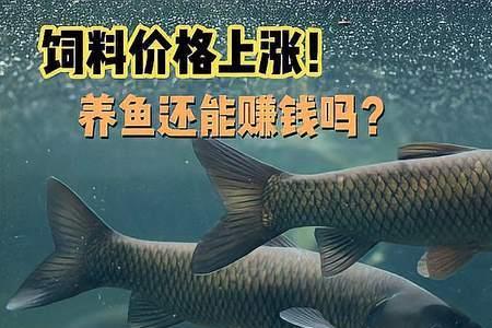 一个星期喂一次鱼可以吗