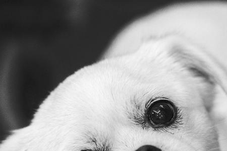 狗狗看东西为什么是黑白的