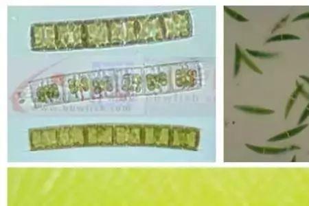 甲藻水的鉴别方法