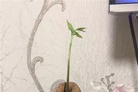 柚子可以水培吗