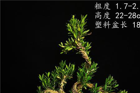 最好的黄杨品种