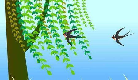 燕子是怎样用尾巴掌握方向的