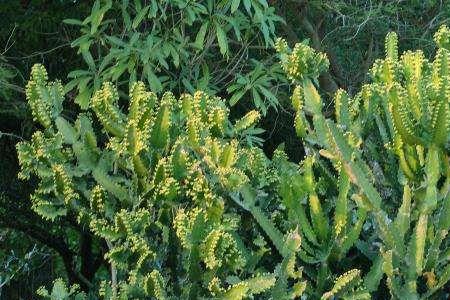 仙人掌霸王鞭的养殖方法