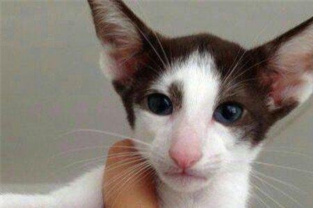 东方短毛猫的耳朵分类