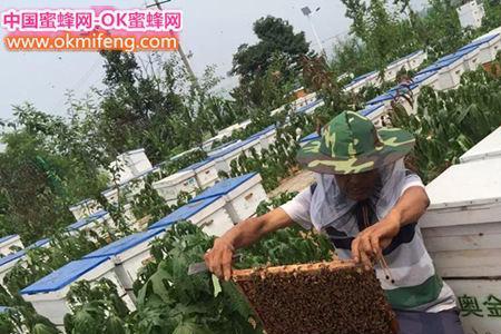 中蜂单王继箱养殖技术