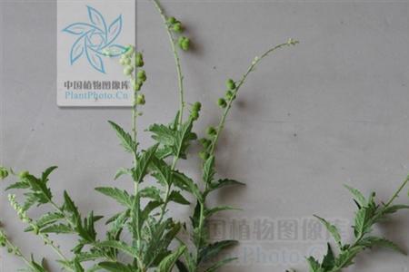 珍珠眼是形容哪种药材的断面