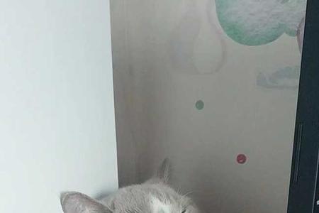 成都大学宿舍可以养猫吗