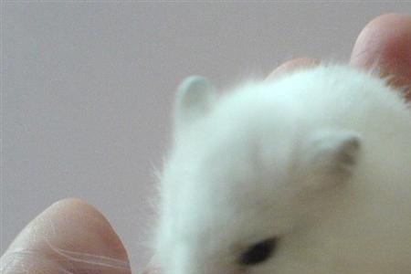 龙猫和仓鼠饮食有什么区别