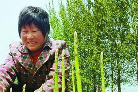 种植芦笋根太长可以剪断一节吗
