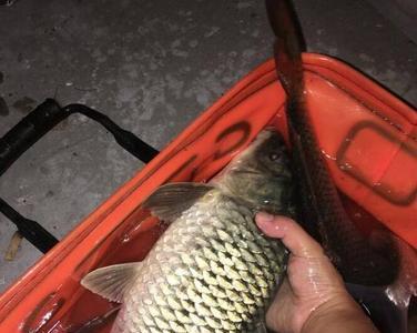 夜钓海竿鲤鱼十大绝招
