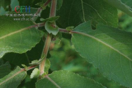 腺柳是国家三级保护植物吗