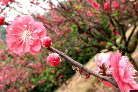 满树烂桃花是什么意思