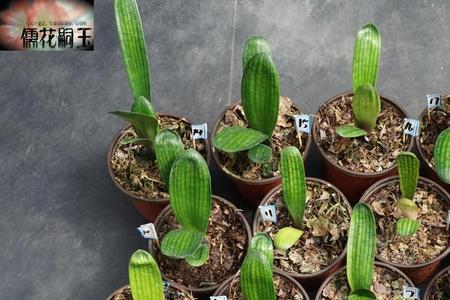 君子兰掌中宝品种介绍