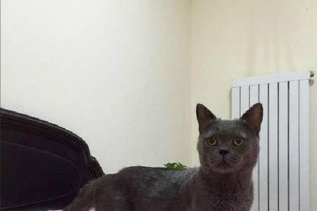 纯种蓝猫腿长吗