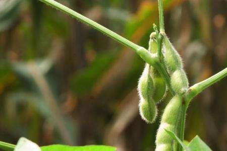 干黄豆种植方法