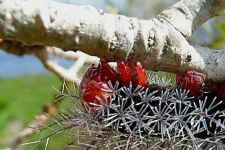 毛毛虫用什么盆种好看
