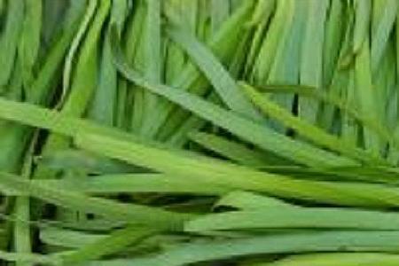 韭菜能焯水后冷冻吗