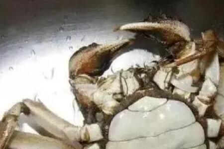 刚热死的螃蟹能吃吗