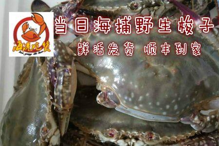 兰花蟹养殖还是海捕