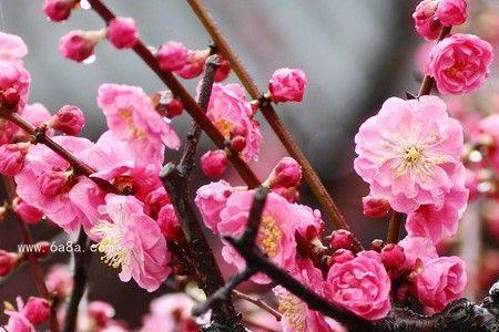 梅花象征着什么职业的人