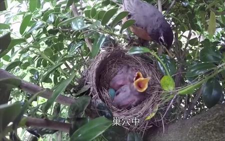 珍珠鸟夏天怎么繁殖