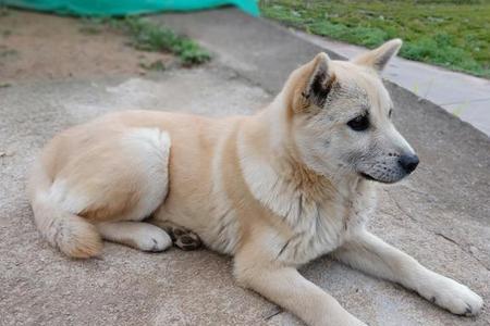 田园犬需要多大开始养