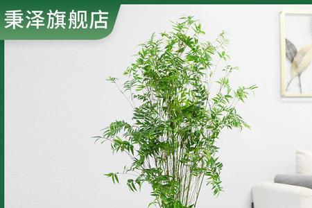 水培米竹怎么过冬最好