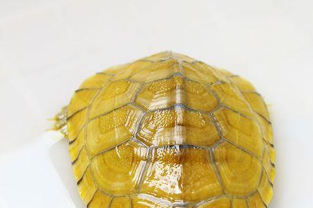黄缘龟和巴西龟的区别