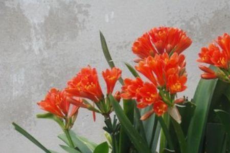 君子兰旧土能养其它花吗
