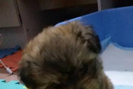 杂交泰迪犬聪明吗