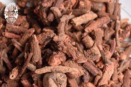 红根是什么多肉品种