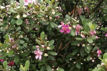 山稔子花语