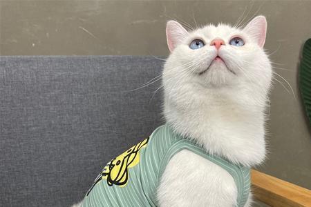 八个月的猫衣服应该穿什么码