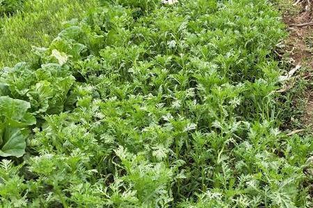 大棚夏天种植茼蒿的绝招