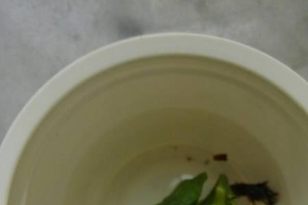 芒果种子都发芽了可以水培吗