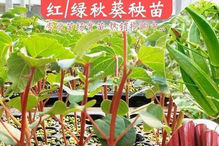 种子和种苗有什么区别