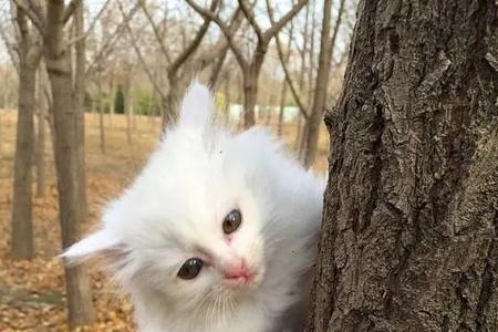 猫喜欢什么树