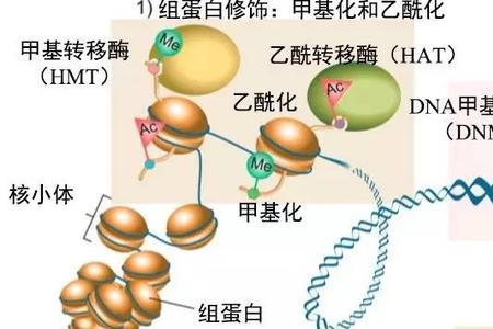 表观遗传典型例子