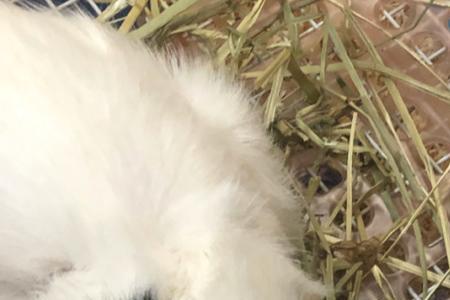 荷兰猪产下后自己能生存吗