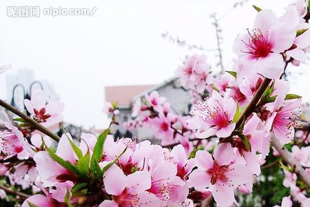 描写桃花的样子
