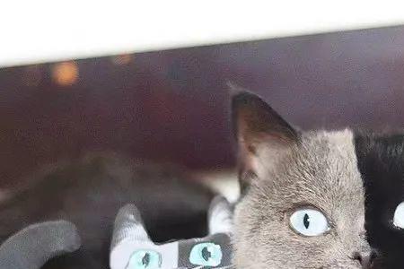 为什么叫黑猫蓝猫