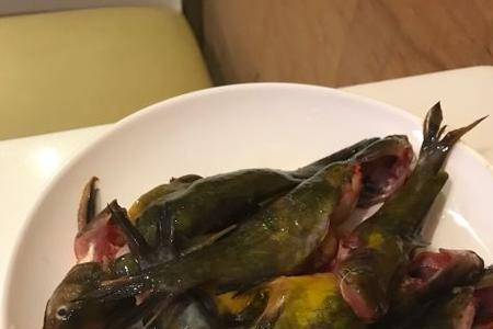 黄辣丁鱼蛋能吃吗