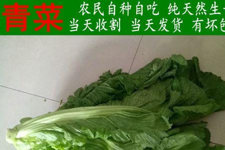 什么青菜酸多