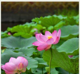 出水芙蓉香自远求下联