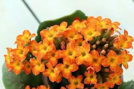 长寿花盖茨是大花吗