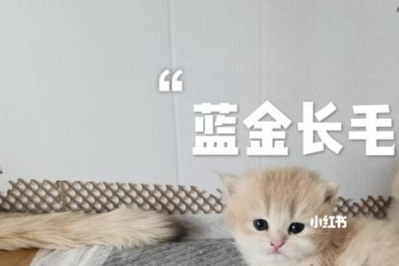 蓝金渐层几岁下崽