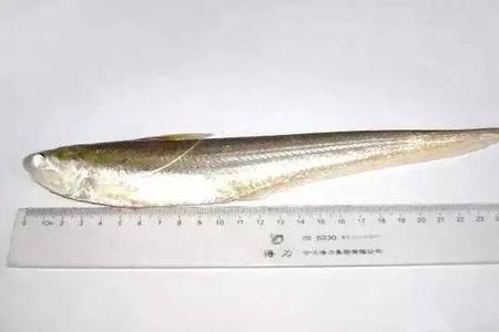 人工养殖刀鱼哪里最便宜