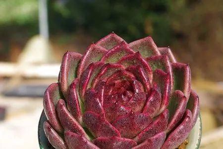 答案：多肉植物为什么会变紫