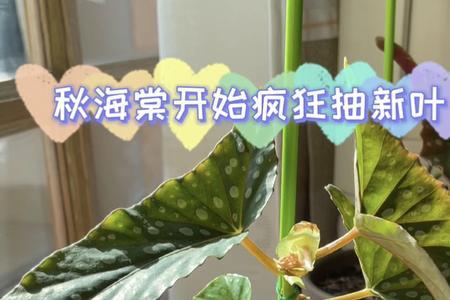 白冰秋海棠什么时候开花