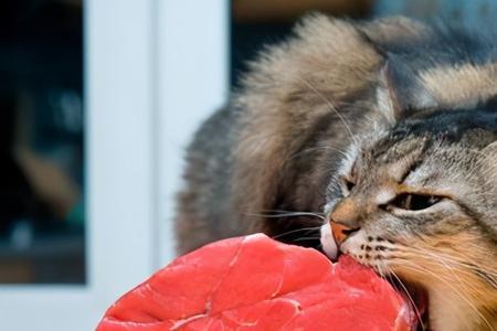 猫咪可以吃冰糖吗